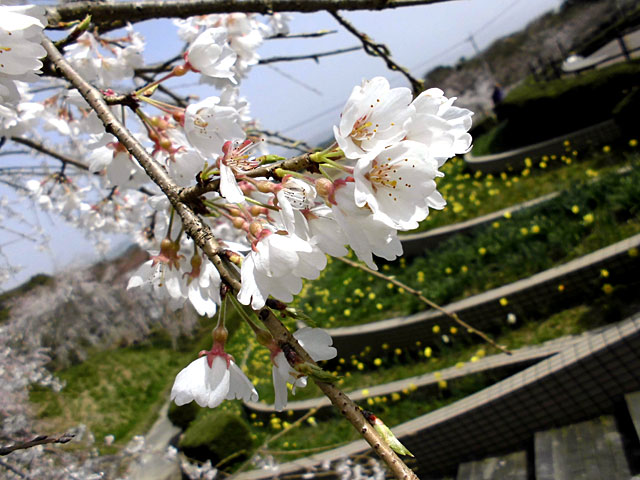 桜とスイセンの開花の様子