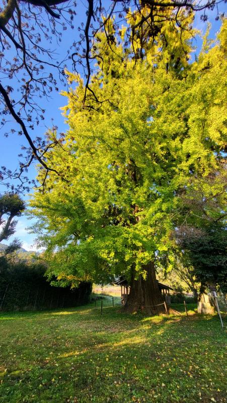 内野の大イチョウ2025年11月17日1