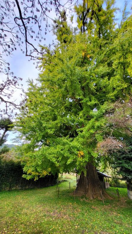 大イチョウ20251111-3