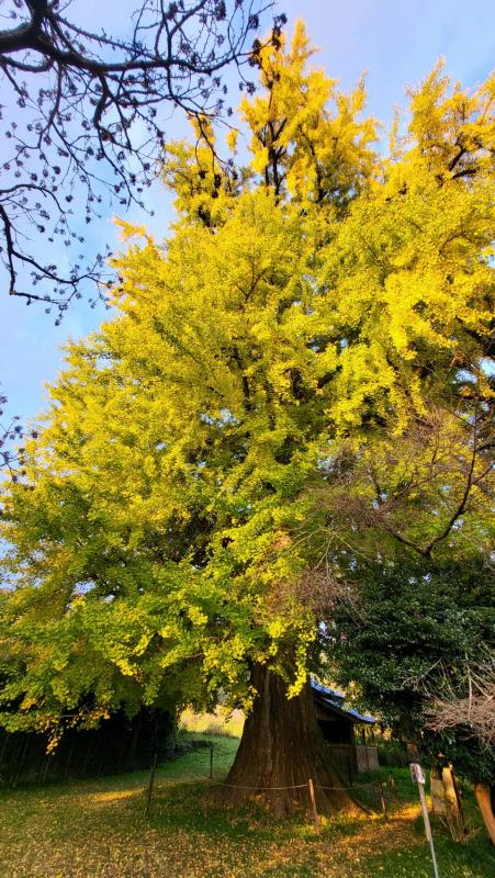 内野の大イチョウ20251121(1)