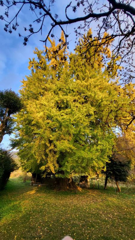 内野の大イチョウ20251121(3)