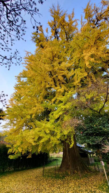 内野大銀杏20251125-1