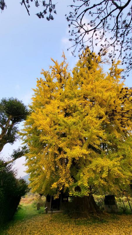 内野大銀杏20251125-3