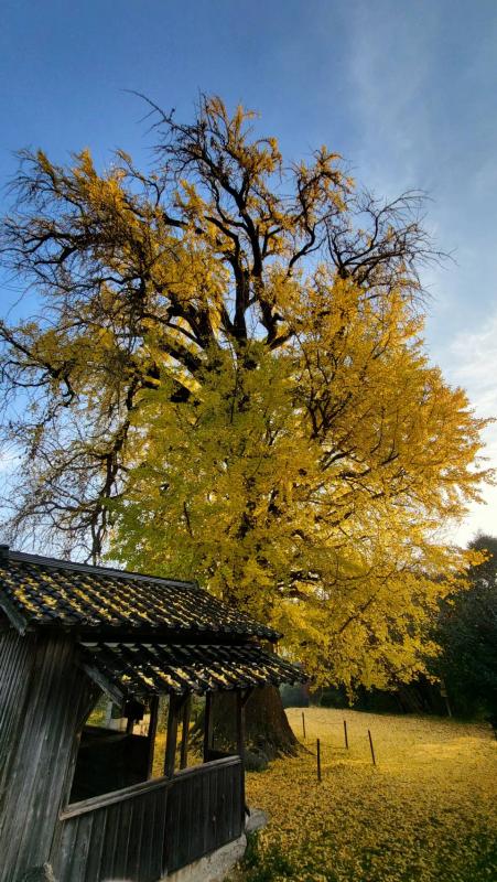 内野大イチョウ20251202-2