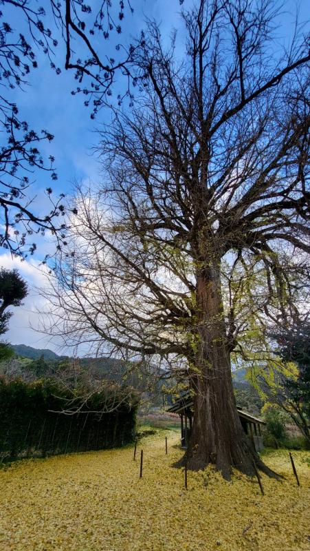 内野大イチョウ20251205-1