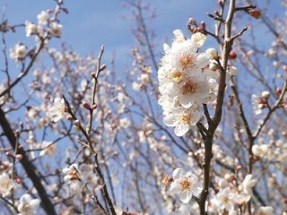 八木山花木園・梅の花