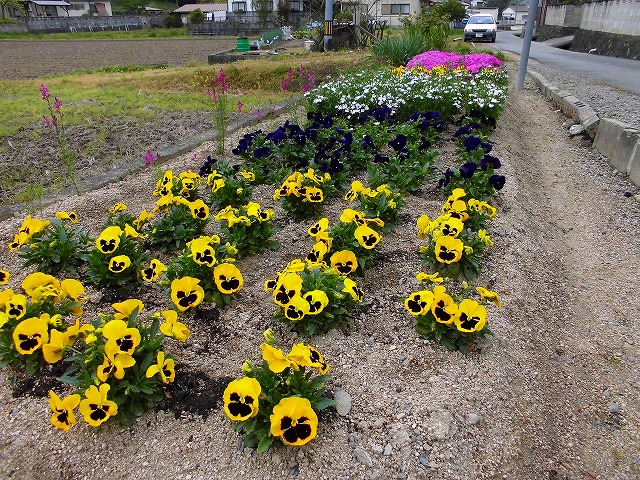 各種花の開花の様子