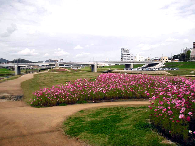 コスモスの開花の様子