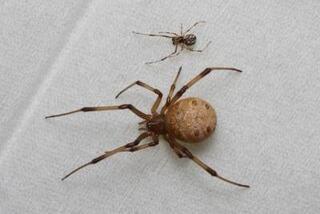 ハイイロゴケグモの画像