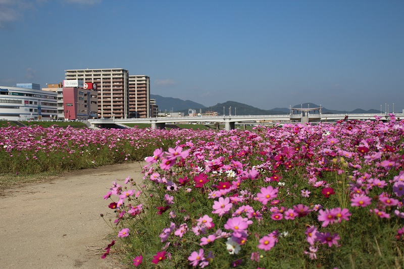 写真:遠賀川河川敷コスモスの開花の様子