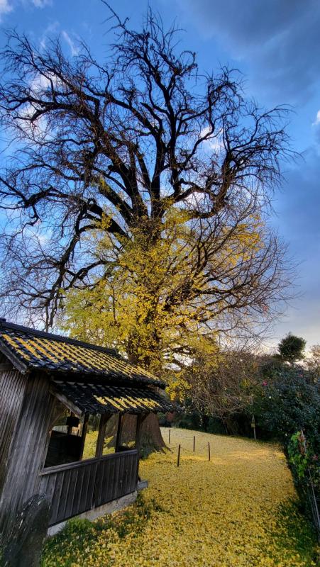 内野大イチョウ20251205-2