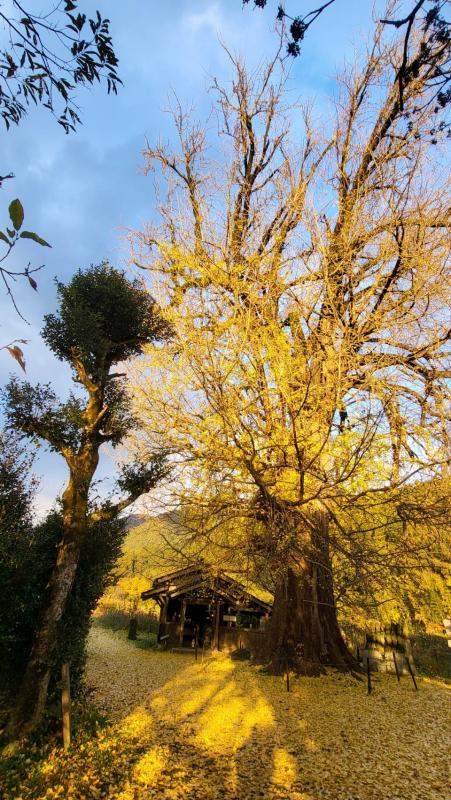 内野大イチョウ20251205-3