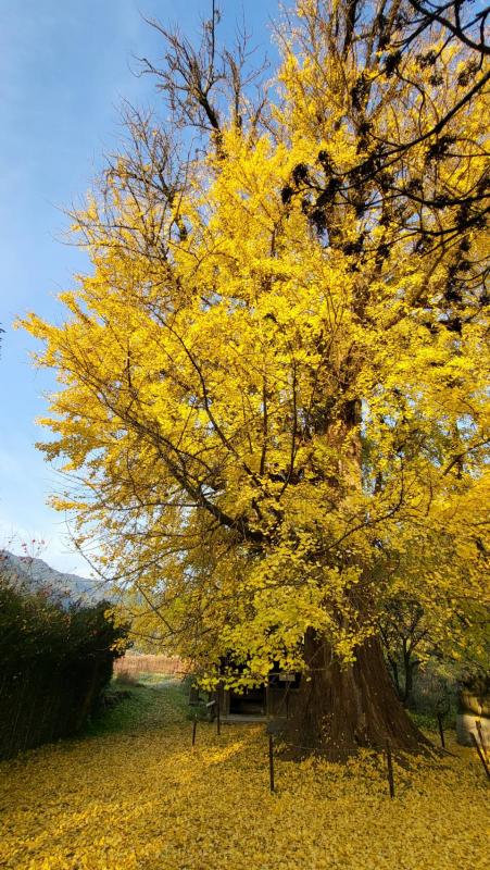 内野大イチョウ20251202-1