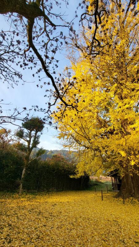 内野大イチョウ20251202-3