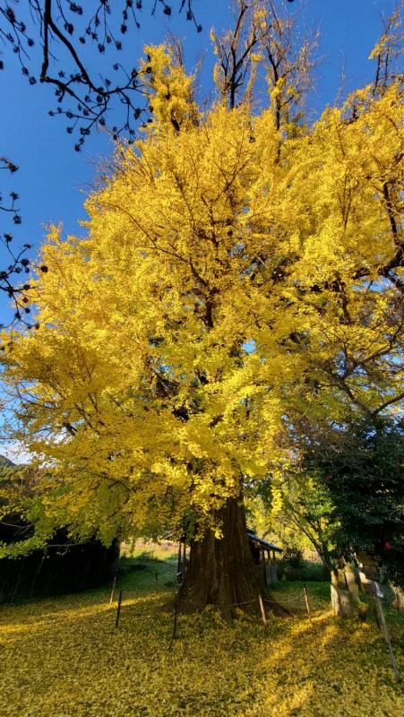 内野大イチョウ20251128-1