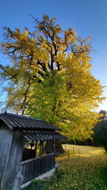 内野大イチョウ20251128-2