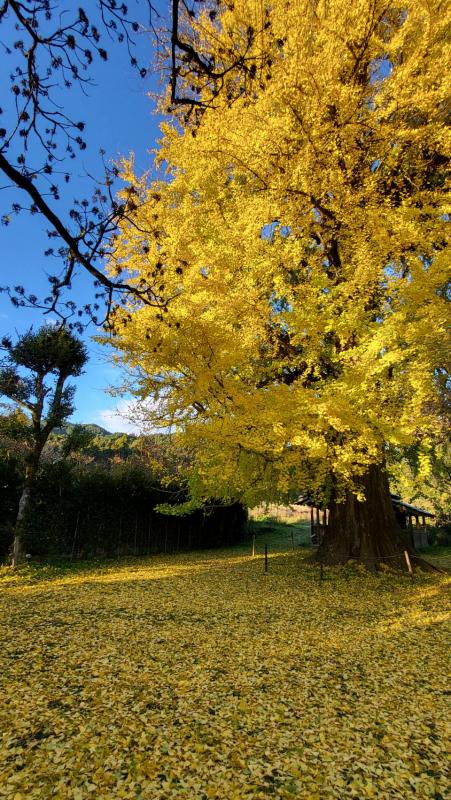 内野大イチョウ20251128-3