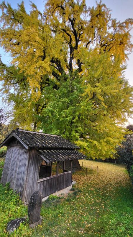 内野大銀杏20251125-2