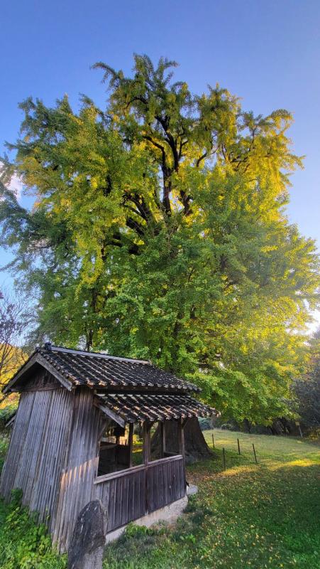 内野の大イチョウ2025年11月17日2