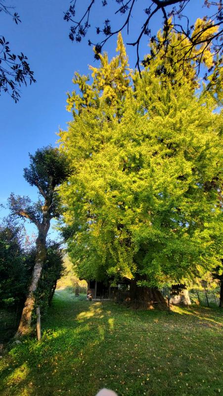 内野の大イチョウ2025年11月17日3