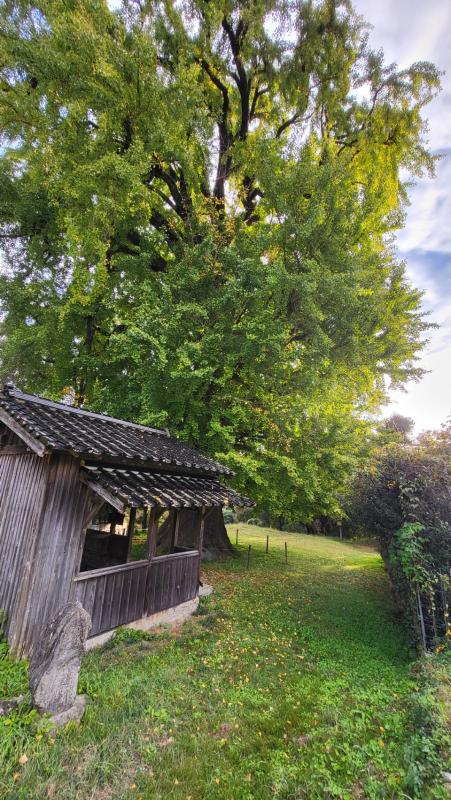 大イチョウ20251111-1