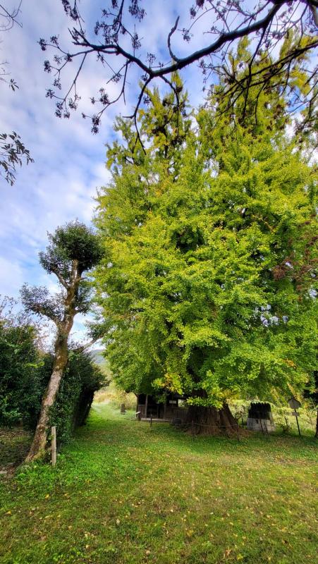 大イチョウ20251111-2