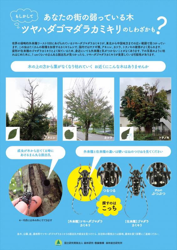 ツヤハダゴマダラカミキリに関する資料の画像2