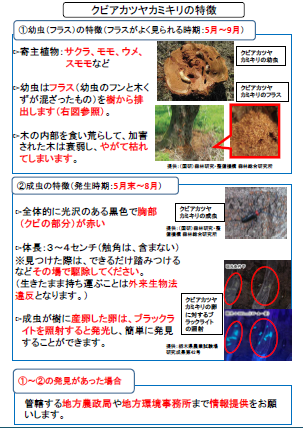 クビアカツヤカミキリに関する資料の画像2