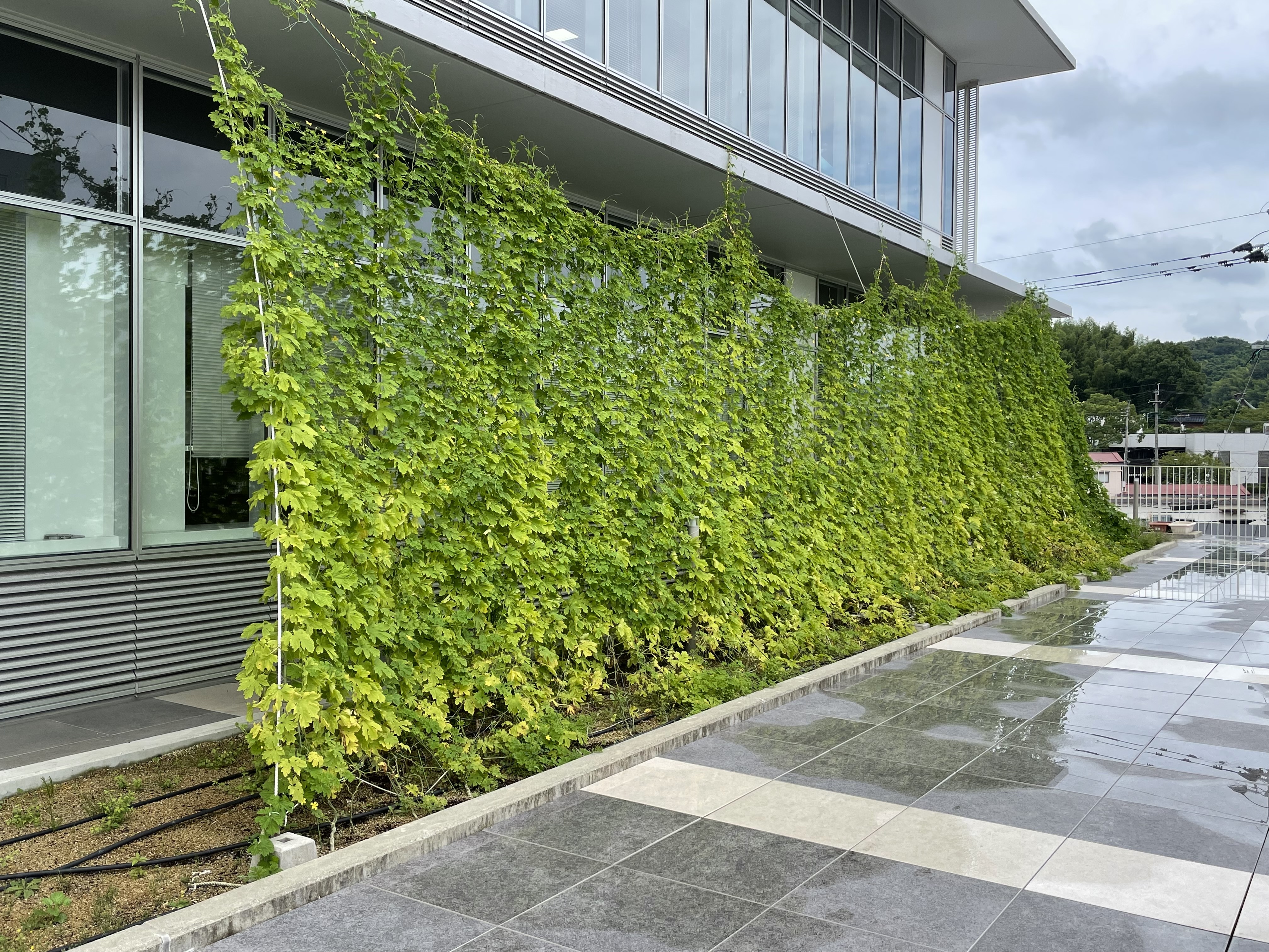 緑のカーテンの写真