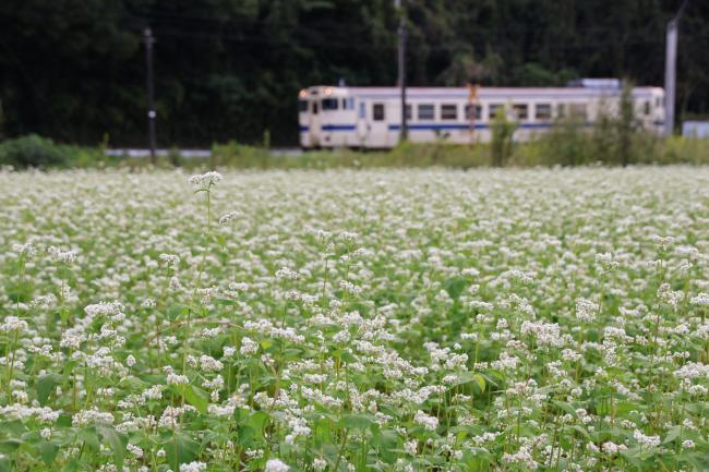 電車とともに写る蕎麦の花