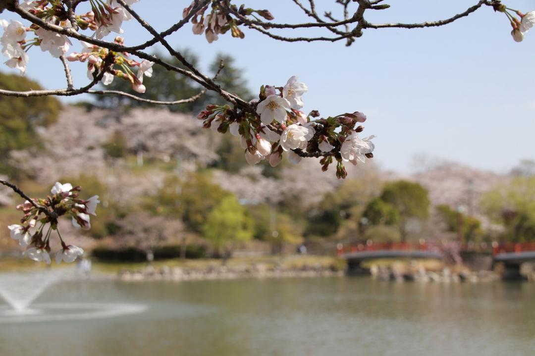 勝盛公園（桜）