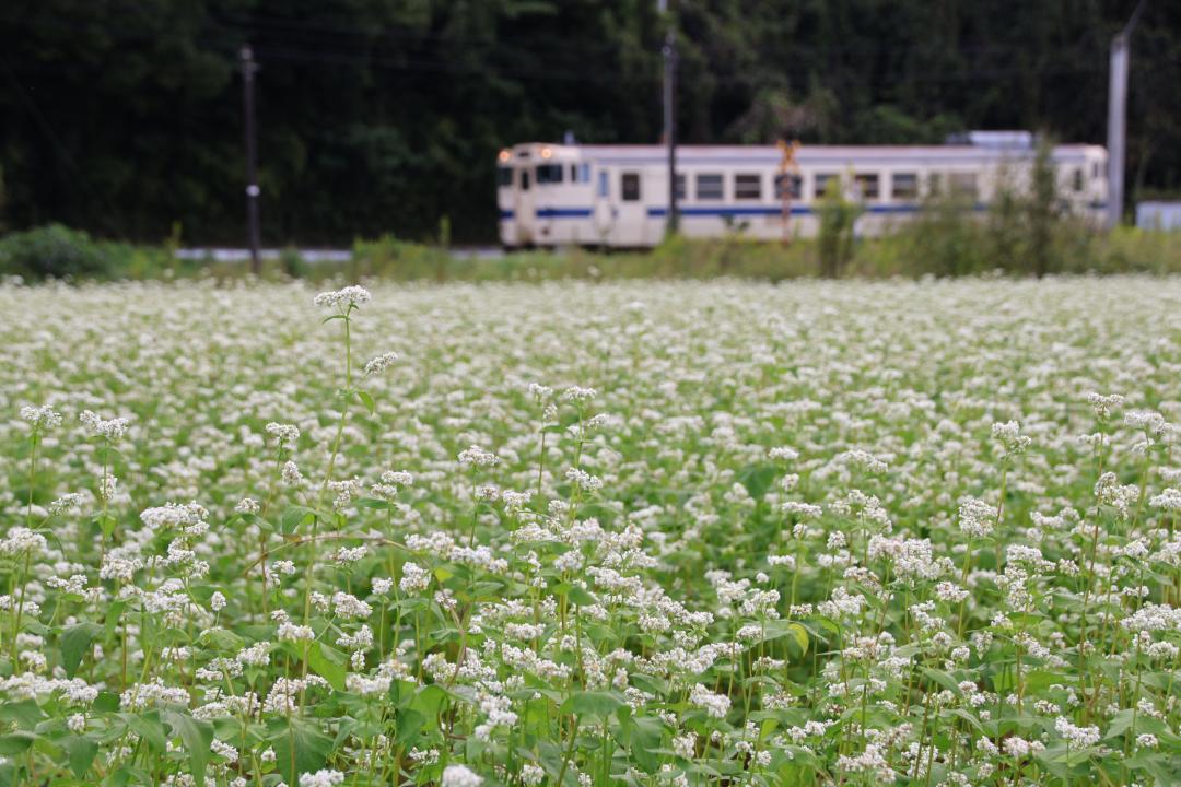 電車とともに写る蕎麦の花